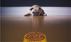 WHAT’S IN OUR DOG PET FOOD INGREDIENTS: SUPERFOODS